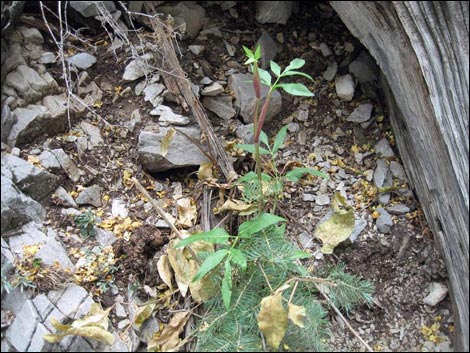 Charleston Mountain Angelica (Angelica scabrida)