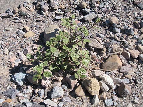 Anulocaulis annulatus (valley ringstem)