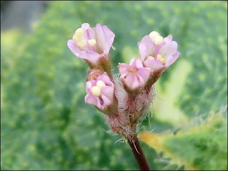 Valley Ringstem (Anulocaulis annulatus)