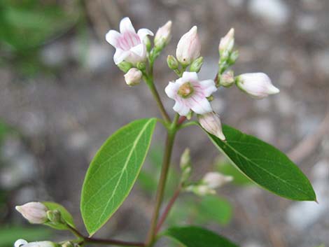 Spreading Dogbane (Apocynum androsaemifolium)