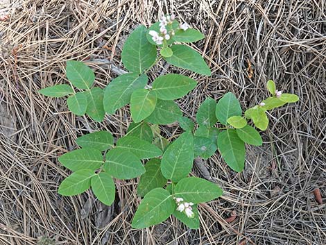 Spreading Dogbane (Apocynum androsaemifolium)