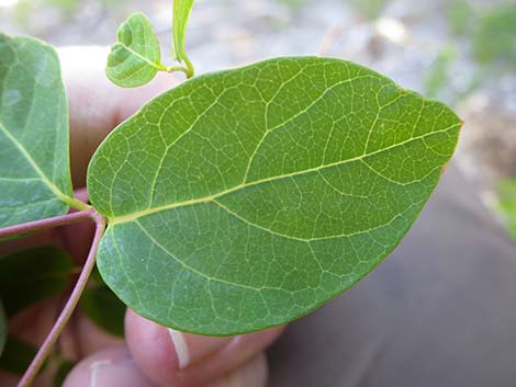 Spreading Dogbane (Apocynum androsaemifolium)