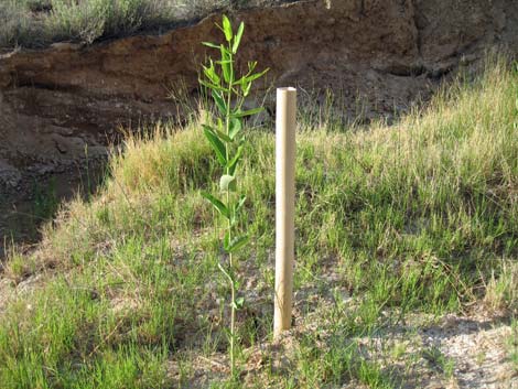 Indian Hemp (Apocynum cannabinum)