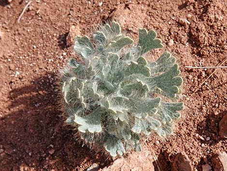 California Bearpoppy (Arctomecon californica)