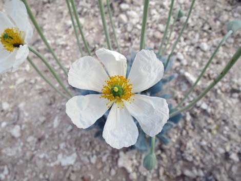 Desert Bearpoppy (Arctomecon merriamii)