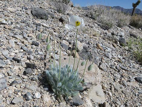 Desert Bearpoppy (Arctomecon merriamii)