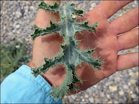 Mojave Pricklypoppy (Argemone corymbosa)