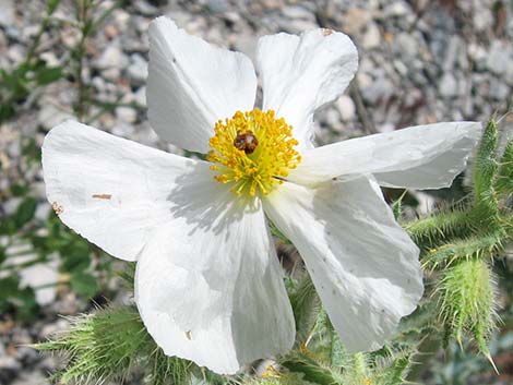 Flatbud Pricklypoppy (Argemone munita)