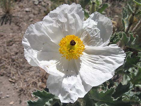 Flatbud Pricklypoppy (Argemone munita)