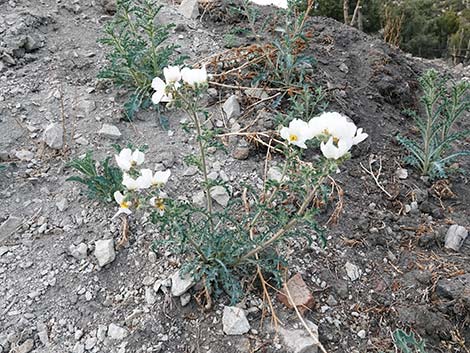 Flatbud Pricklypoppy (Argemone munita)