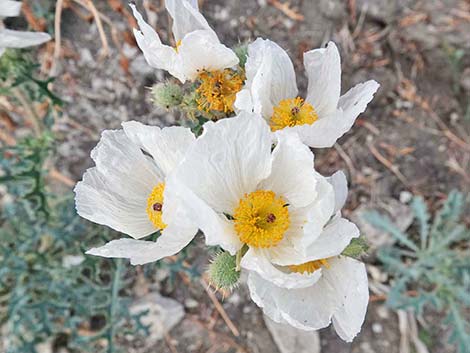 Flatbud Pricklypoppy (Argemone munita)