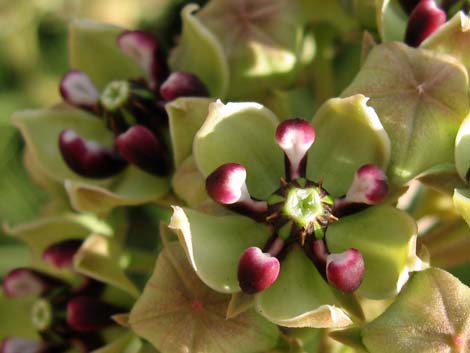 Spider Milkweed (Asclepias asperula)