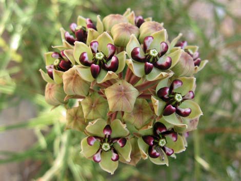 Spider Milkweed (Asclepias asperula)