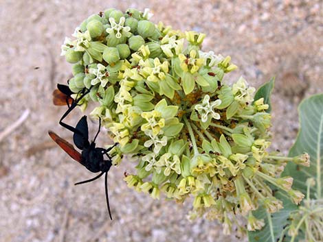 Desert Milkweed (Asclepias erosa)