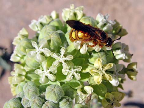 Desert Milkweed (Asclepias erosa)