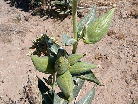 Desert Milkweed (Asclepias erosa)