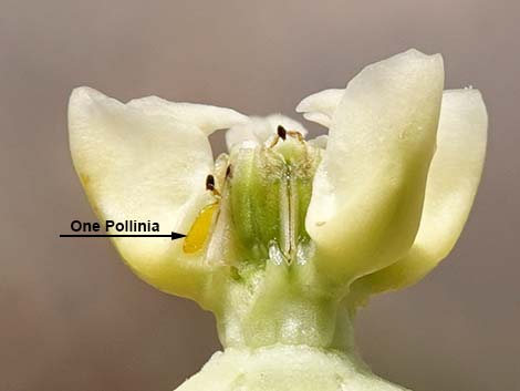 Desert Milkweed (Asclepias erosa)