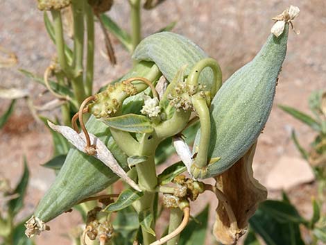 Desert Milkweed (Asclepias erosa)