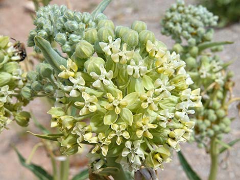 Desert Milkweed (Asclepias erosa)