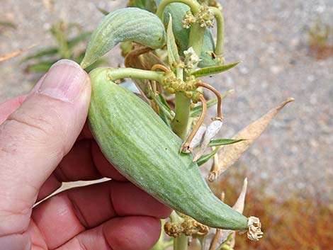 Desert Milkweed (Asclepias erosa)