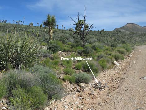 Desert Milkweed (Asclepias erosa)