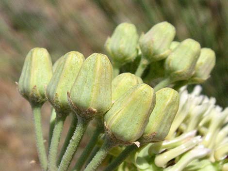 Rush Milkweed (Asclepias subulata)