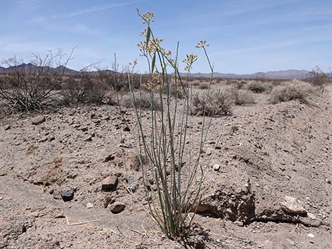 Rush Milkweed (Asclepias subulata)