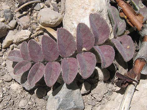 Minthorn's Milkvetch (Astragalus minthorniae)