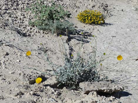 Desert Marigold (Baileya multiradiata)