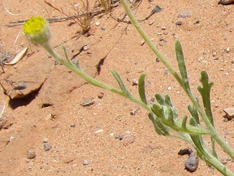 Woolly Desert Marigold (Baileya pleniradiata)