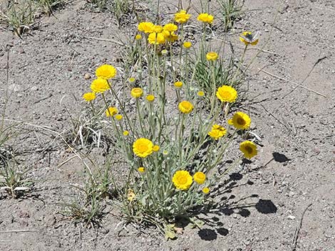 Woolly Desert Marigold (Baileya pleniradiata)