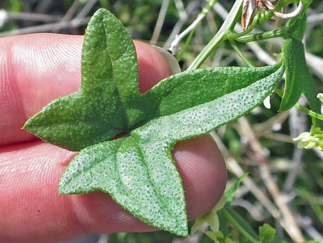 Desert Starvine (Brandegea bigelovii)