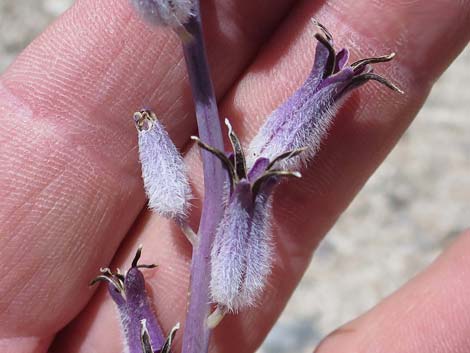 Thickstem Wild Cabbage (Caulanthus crassicaulis)