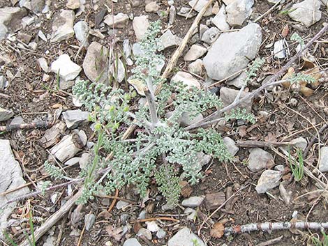 Douglas' Dustymaiden (Chaenactis douglasii)