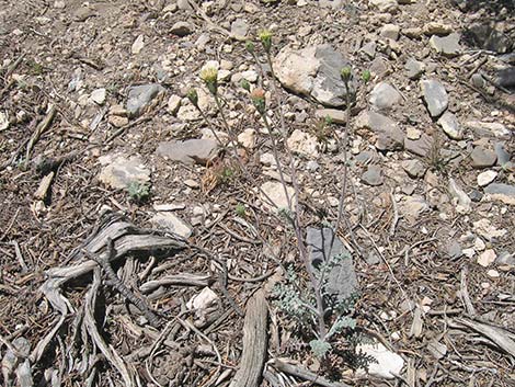 Douglas' Dustymaiden (Chaenactis douglasii)