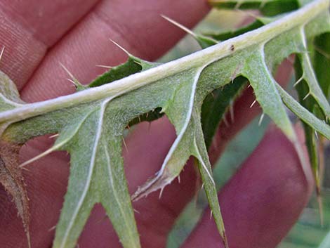 Arizona Thistle (Cirsium arizonicum)