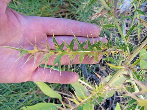 Arizona Thistle (Cirsium arizonicum)