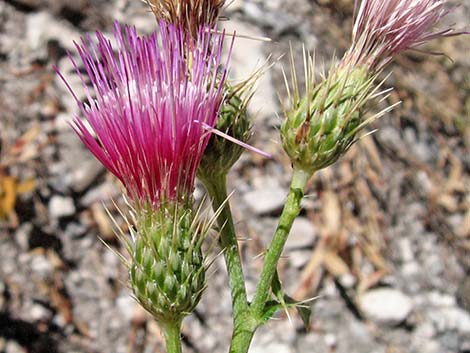 Arizona Thistle (Cirsium arizonicum)