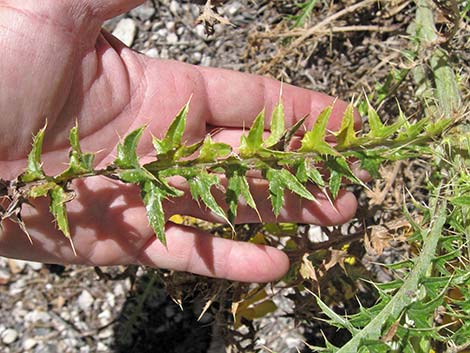 Arizona Thistle (Cirsium arizonicum)