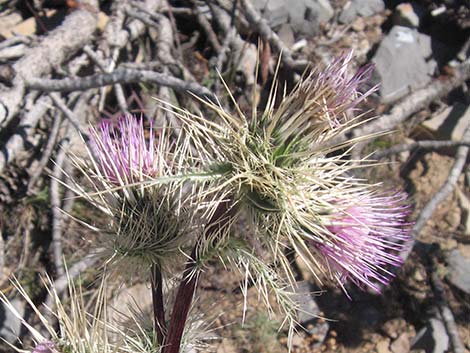 Clokey Thistle (Cirsium clokeyi)