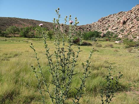 Mojave Thistle (Cirsium mohavense)