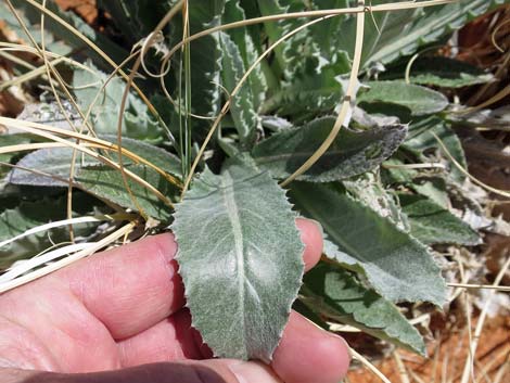 Virgin River Thistle (Cirsium virginensis)