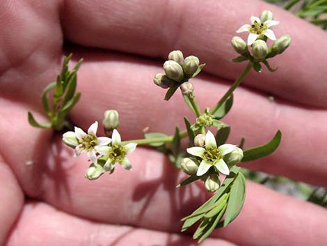 Bastard Toadflax (Comandra umbellata)