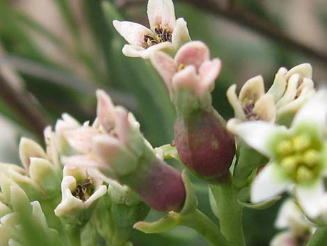 Bastard Toadflax (Comandra umbellata)