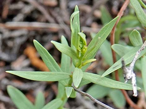 Bastard Toadflax (Comandra umbellata)