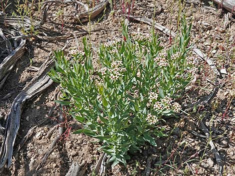 Bastard Toadflax (Comandra umbellata)