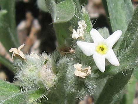 James' Cryptantha (Cryptantha cinerea)