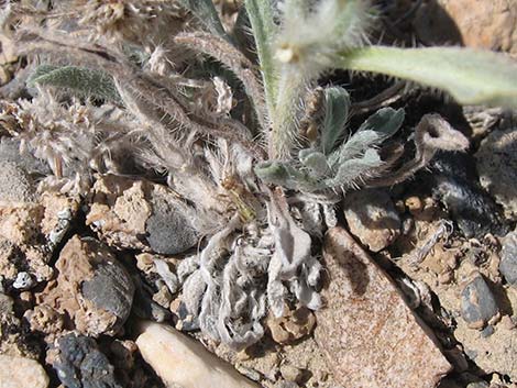 Virgin River Cryptantha (Oreocarya virginensis)