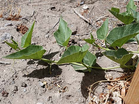 Buffalo Gourd (Cucurbita foetidissima)