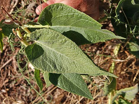 Buffalo Gourd (Cucurbita foetidissima)